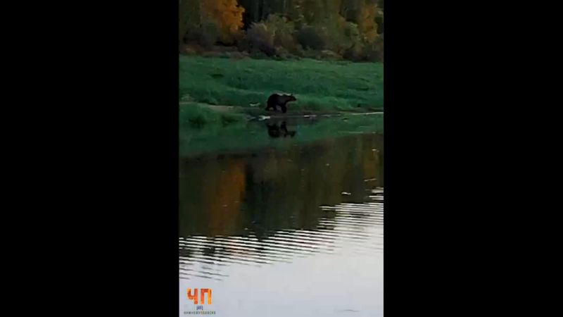 «Дышал в ухо»: медведь напугал двух югорчанок во время рыбалки