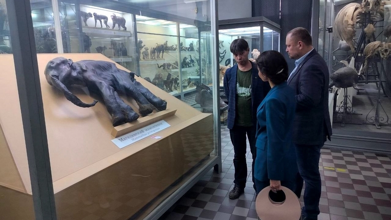 Знаменитого мамонтенка Диму привезут в Югру из музея Санкт-Петербурга