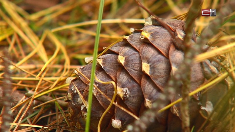 О шишкарях-нарушителях югорчане могут сообщить на горячую линию лесной охраны