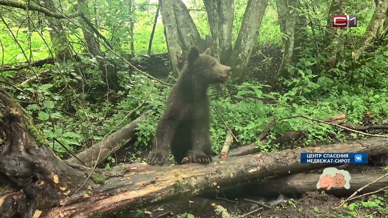 А был ли косолапый: полицейские не нашли медвежонка на цепи на базе в Солнечном