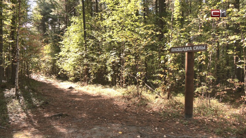 В Югре могут установить лимит на сбор кедровых шишек