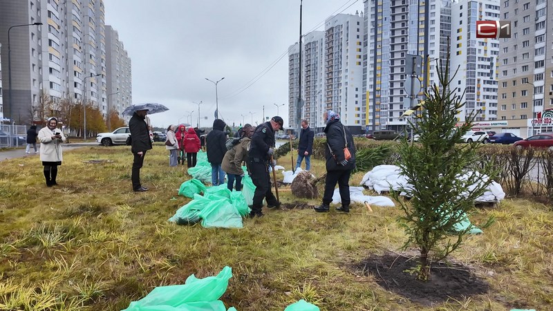 Новая хвойная аллея украсила центр Сургута