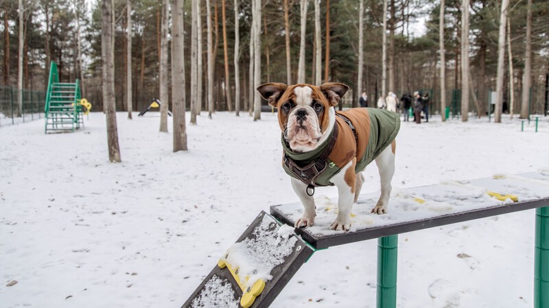В главном парке Сургута появилась площадка для выгула собак