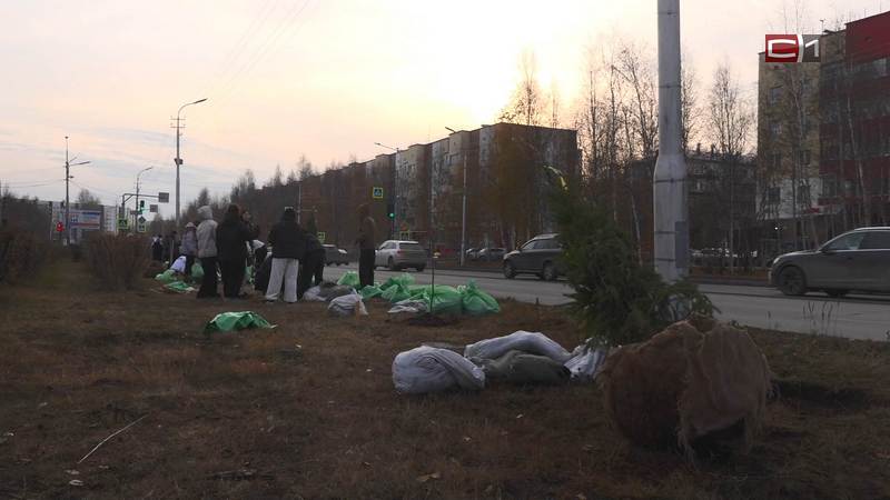 Клен, сирень, пихты: в Сургуте высадили почти 2000 саженцев деревьев