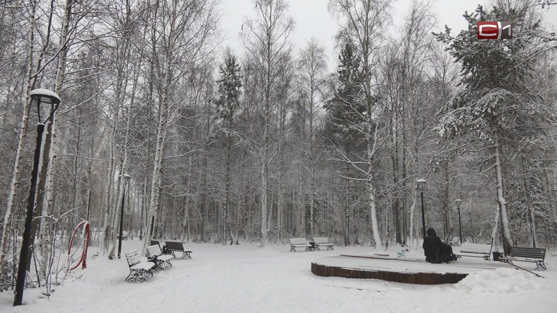 Почти 200 единиц техники за сутки вышли на уборку снега в Сургуте