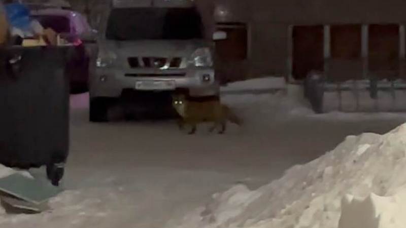 В одном из сургутских дворов заметили лисицу. ВИДЕО