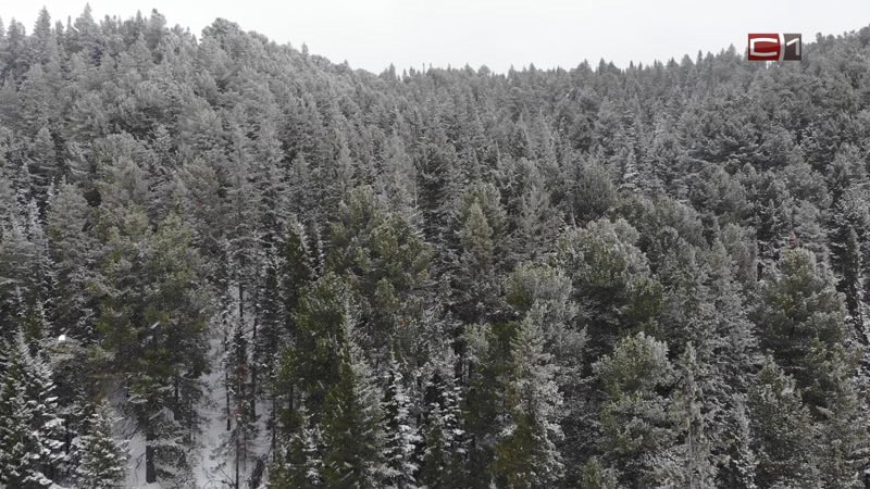 Леса Югры внесли более 4 млрд рублей в доходы федерального бюджета