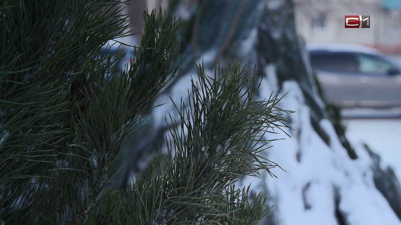 Настоящая или искусственная: сургутянам рассказали, как выбрать новогоднюю ель