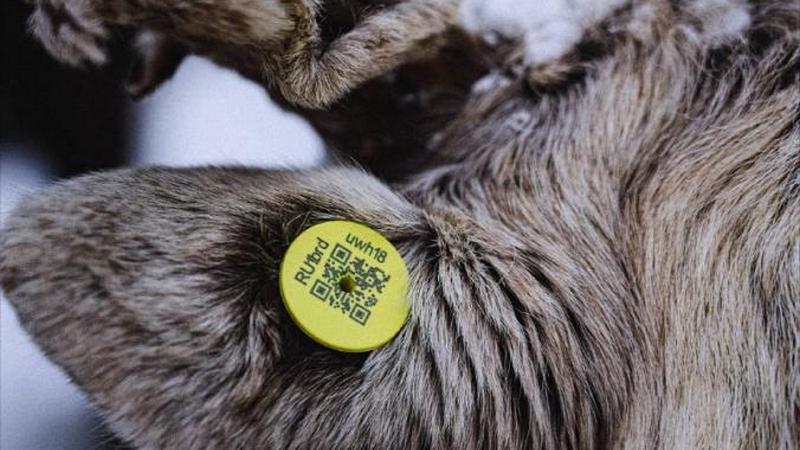 Югра цифровизирует оленеводство: почти 5 тысяч оленей получили электронные бирки