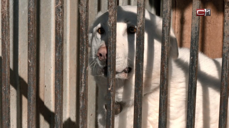 В правила отлова и содержания бездомных собак в Югре внесли изменения