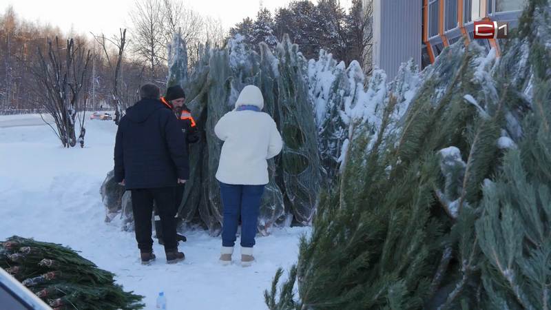 Около 800 порубочных талонов выпустили в Сургуте и его окрестностях в этом году