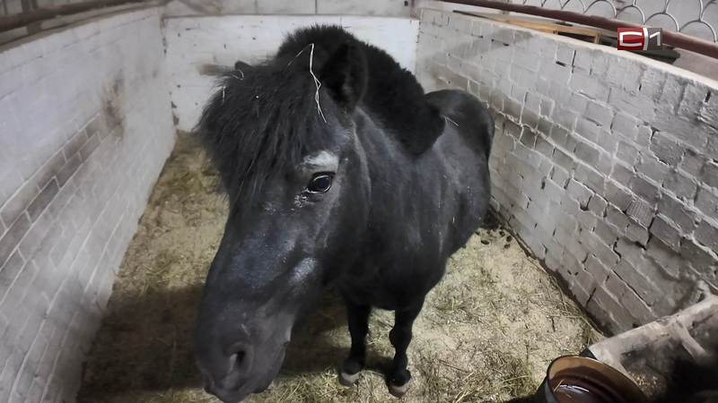 Свобода и перемены: сургутянам рассказали, чего ждать от года Огненной Лошади