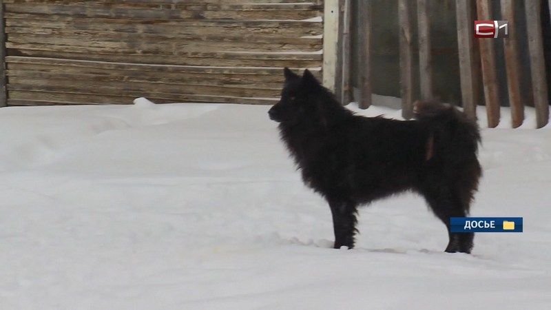 В Югре подростки серьезно покалечили собаку взрывом петарды