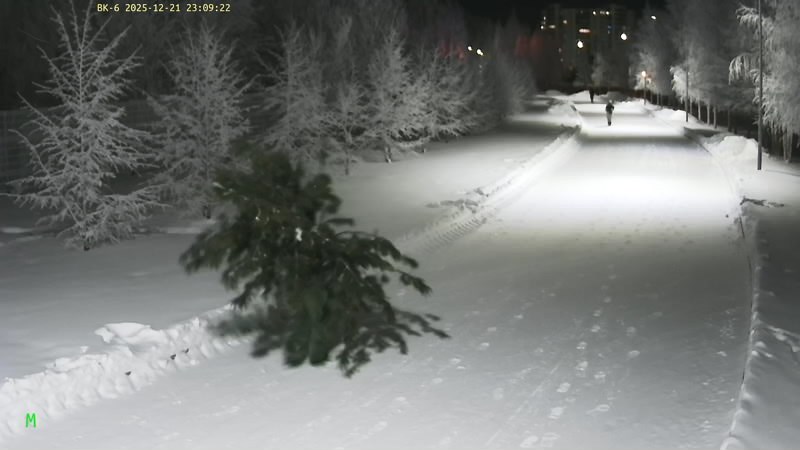 Хищение года из парка «За Саймой» в Сургуте: семейная пара украла кедр. ВИДЕО