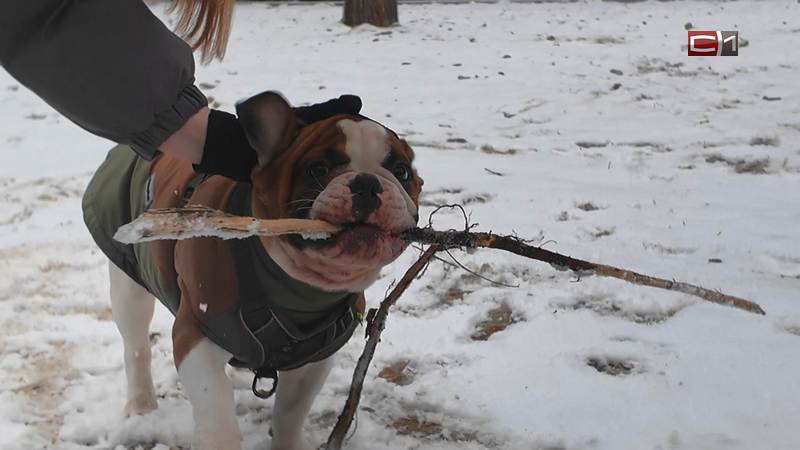 Более 480 собак обрели дом в рамках зоозащитной акции в Югре 