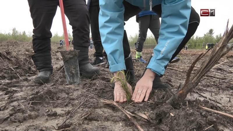 Югра стала лидером среди регионов Урала по восстановлению леса