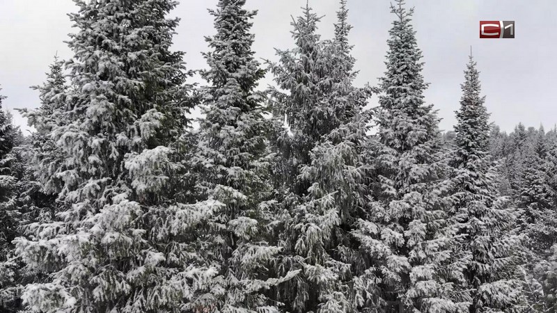 Пропавшего в Югре 15-летнего подростка нашли без признаков жизни