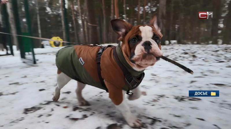 В Госдуме поддержали идею забирать домашних животных у жестоких владельцев