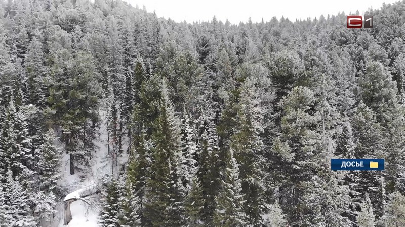 Туристическая группа подала сигнал бедствия из леса в Югре