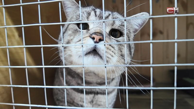 Сургутянку подозревают в избиении кота – проводится проверка