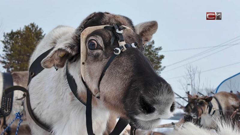 Сотни югорчан посетили слет оленеводов, рыбаков и охотников в Сургутском районе