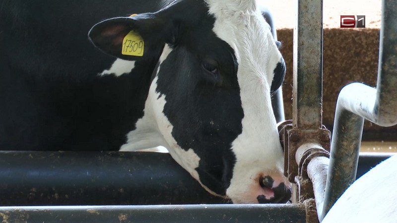 Ветслужба Югры предупредила фермеров округа о вспышке опасной инфекции