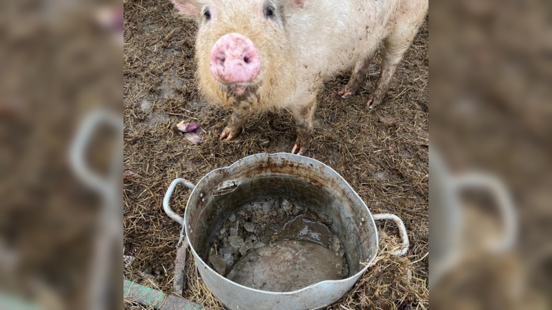 Жительница Сургута пожаловалась на состояние животных на базе отдыха «Парус»