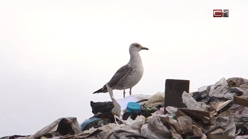 Ответственные за рекультивацию мусорного полигона в Югре пойдут под суд