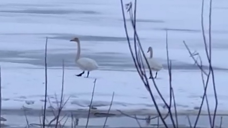 Первых лебедей, прилетевших после зимовки, заметили в Югре