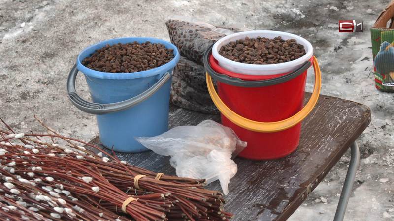 Либо по закону, либо штраф: как в Сургуте борются с уличной торговлей