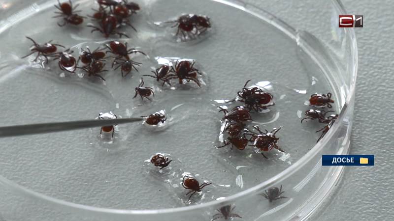 Клещи активизировались в Югре: число пострадавших от укусов увеличилось вдвое