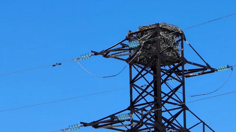 Свил гнездо на ЛЭП возле Сургута — Природнадзор следит за орланом-белохвостом