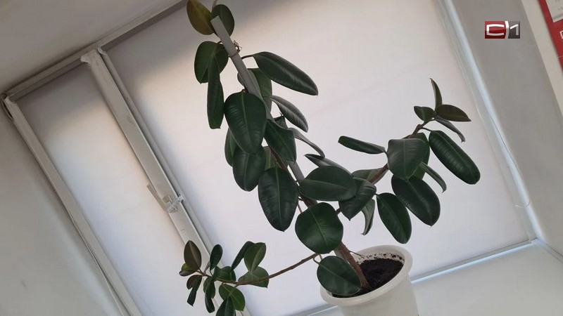 Как подкармливать комнатные растения в апреле — советы агронома