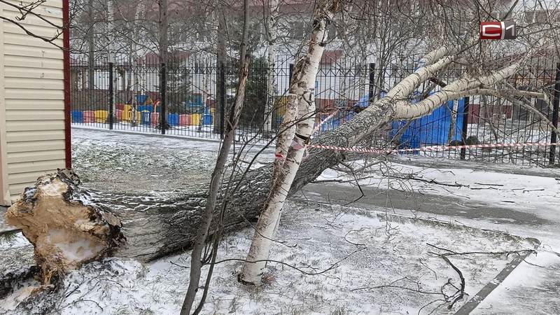 Сильный ветер валит деревья и повреждает технику во дворах Сургута
