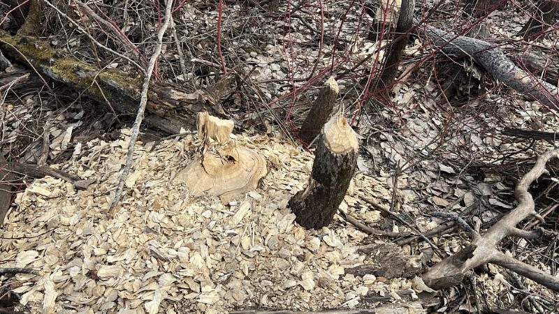 Западносибирские речные бобры грызут деревья в Югре