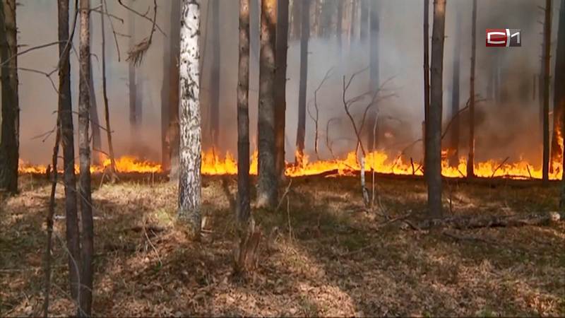Площадь лесных пожаров в Югре за сутки сократилась в семь раз