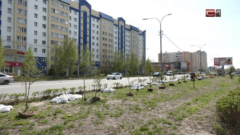 Вдоль улицы 30 лет Победы в Сургуте высадили 15 новых яблонь