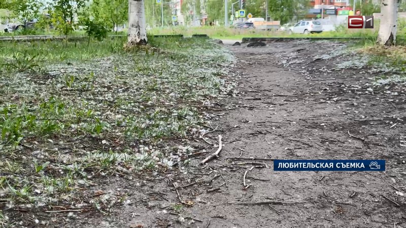 Тополиный пух заполонил улицы Сургута