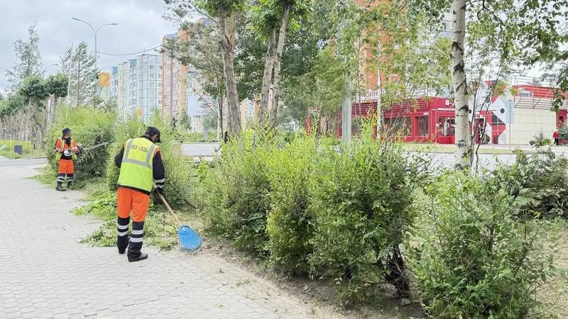Деревья и кустарники в Сургуте начали приводить в порядок