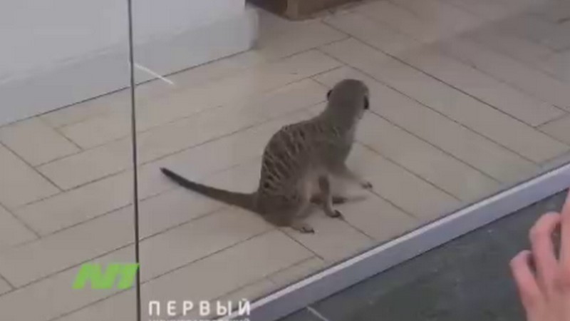 Животные из контактного зоопарка разбежались по торговому центру в Югре