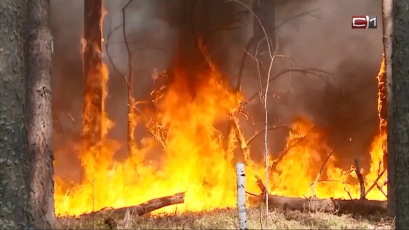 Площадь лесных пожаров в Югре сократилась до 4 тысяч гектаров