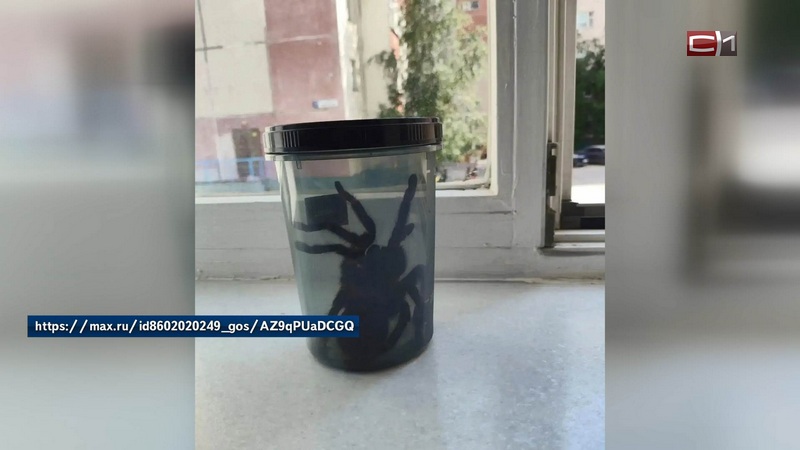 Огромный паук-птицеед забрался в квартиру сургутянки