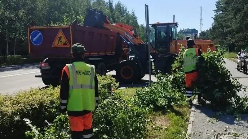 На улицах Сургута проходят работы по кронированию деревьев