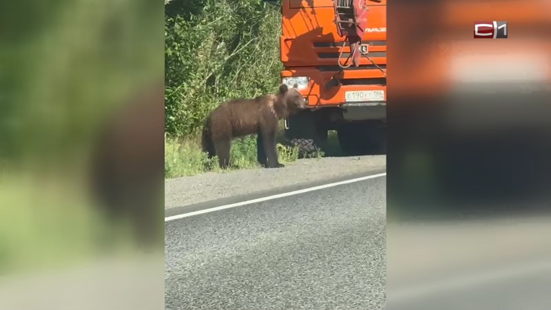 В Югре медведь показал язык рабочим из Сургута и полез на КамАЗ