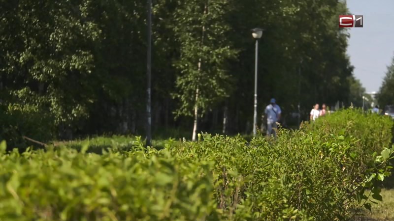 О наступлении сильной жары предупреждают жителей ряда районов Югры