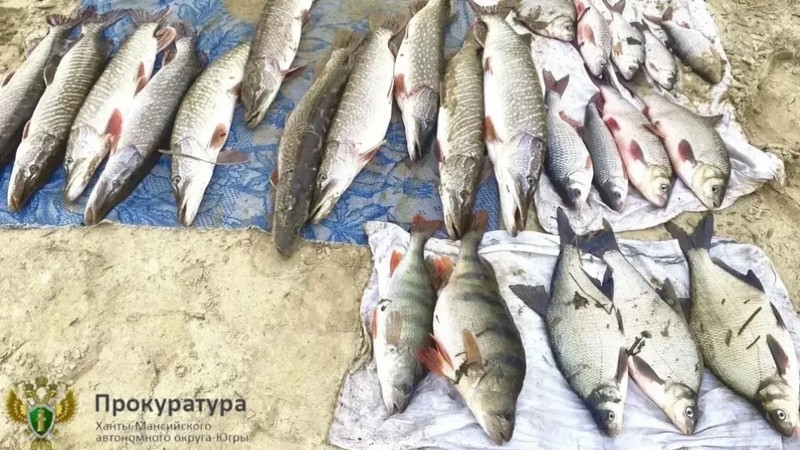 Браконьера из Сургута будут судить за незаконную ловлю рыбы