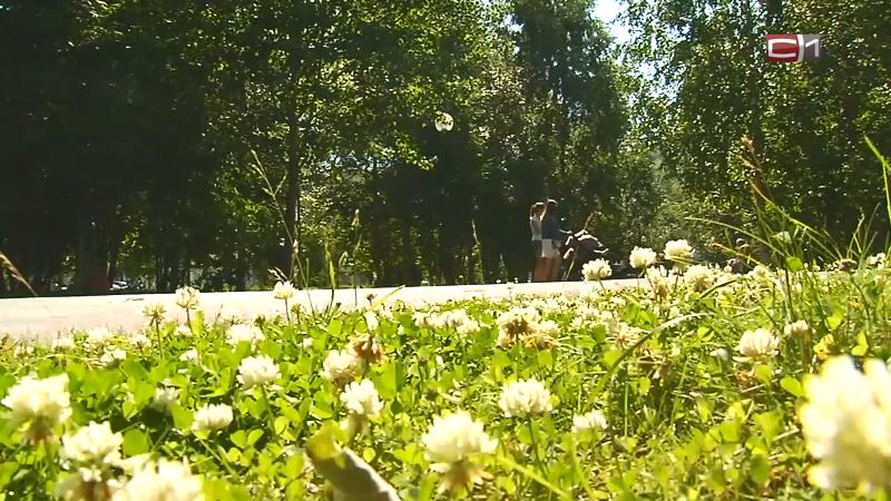 Аномальная жара выше 33 градусов ожидается в Сургутском районе