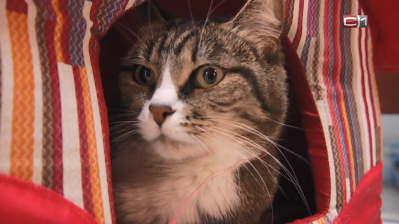  Сургутянин не смог через суд вернуть кота, которого отдал в приют