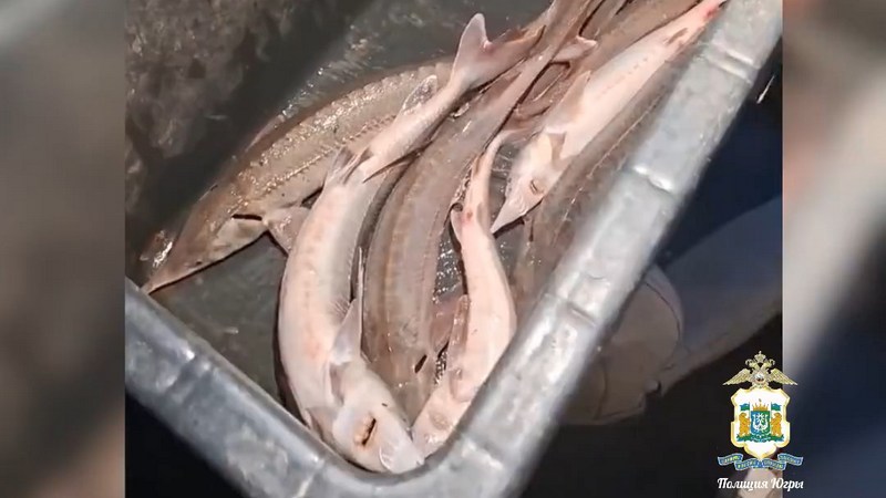 В Сургутском районе поймали браконьера, ловившего стерлядь запрещенным способом