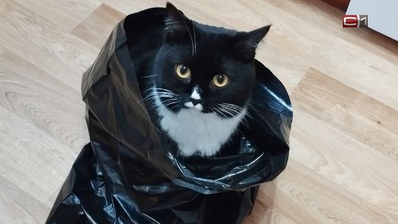 За границу из Тюменской области полетели отдыхать более 120 домашних животных